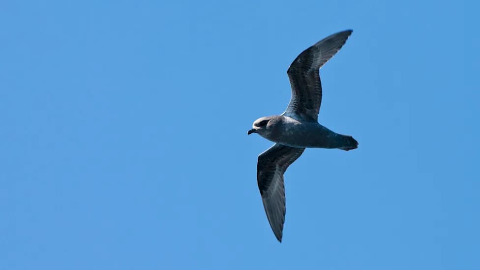 Rare Sub‑Antarctic Petrels Photographed Off New South Wales as Warmer Seas Push Birds North
