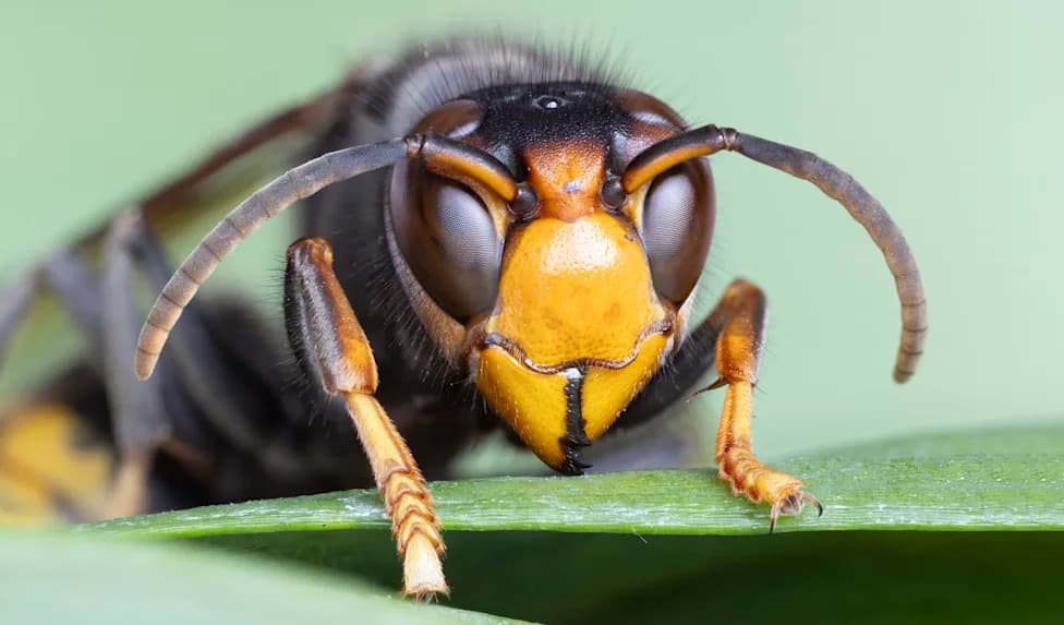 Southeast Scrambles to Contain Yellow-Legged Hornet Threat to Honeybees