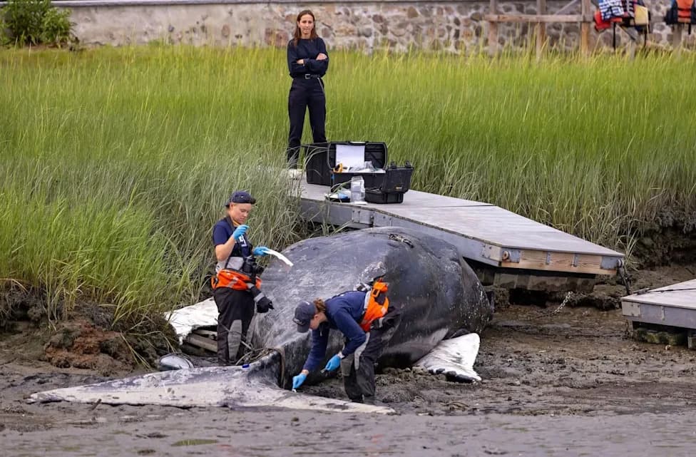 30-Foot Humpback Found Wedged Under Private Dock in Winthrop, Massachusetts — Multi-Agency Response Underway