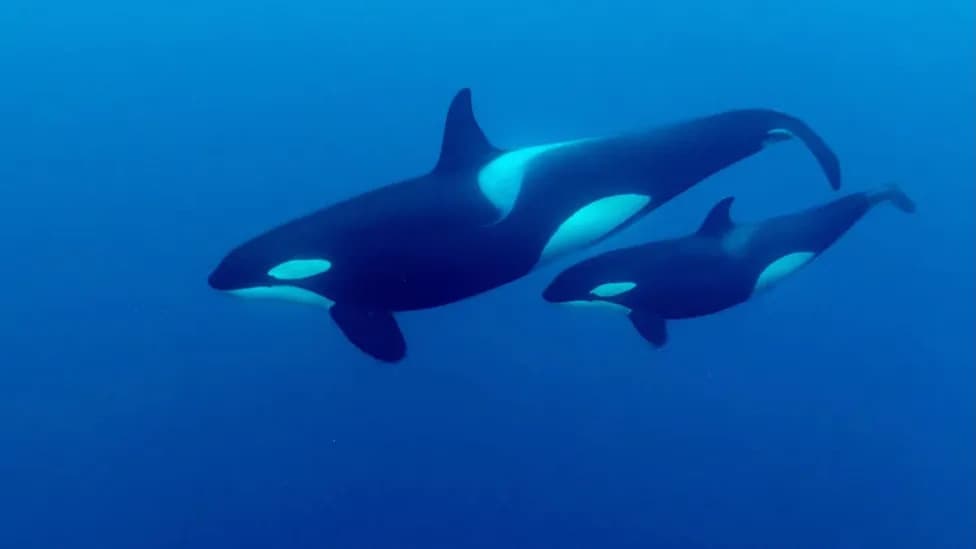 Watch: Orcas Smash a Giant Sunfish Into Thousands of Fragments — New Study and Video
