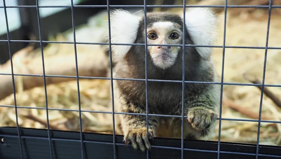 Hidden Marmoset Abandoned on London Bus Rescued — 'Oyster' Now Recovering at Sanctuary