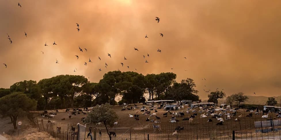 Spain Declares State of Emergency Near Madrid as Wildfires Force Mass Evacuations