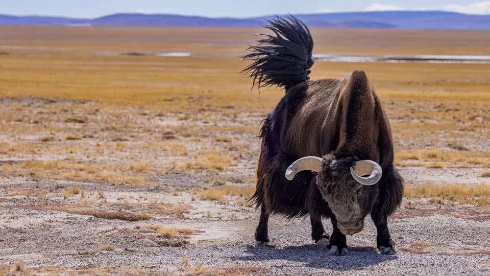 Cloning Yaks on the Tibetan Plateau: Conservation Hopes, Economic Ambitions, and Ethical Questions