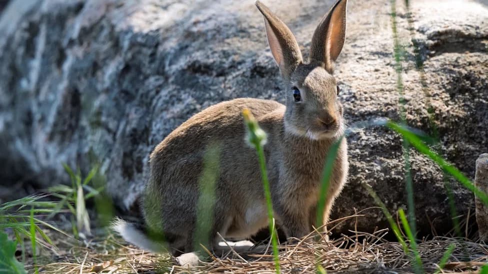 Study Splits Iberian Rabbits Into Two Species — One Is Plummeting in Portugal and Spain