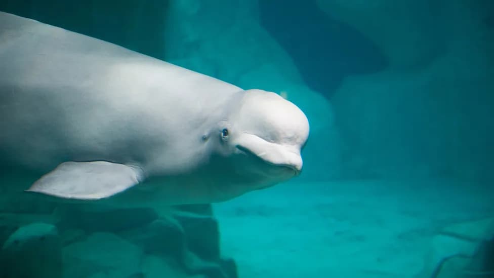 Six Belugas Depart Closed Marineland as Wider 30-Whale Rehoming Plan Begins