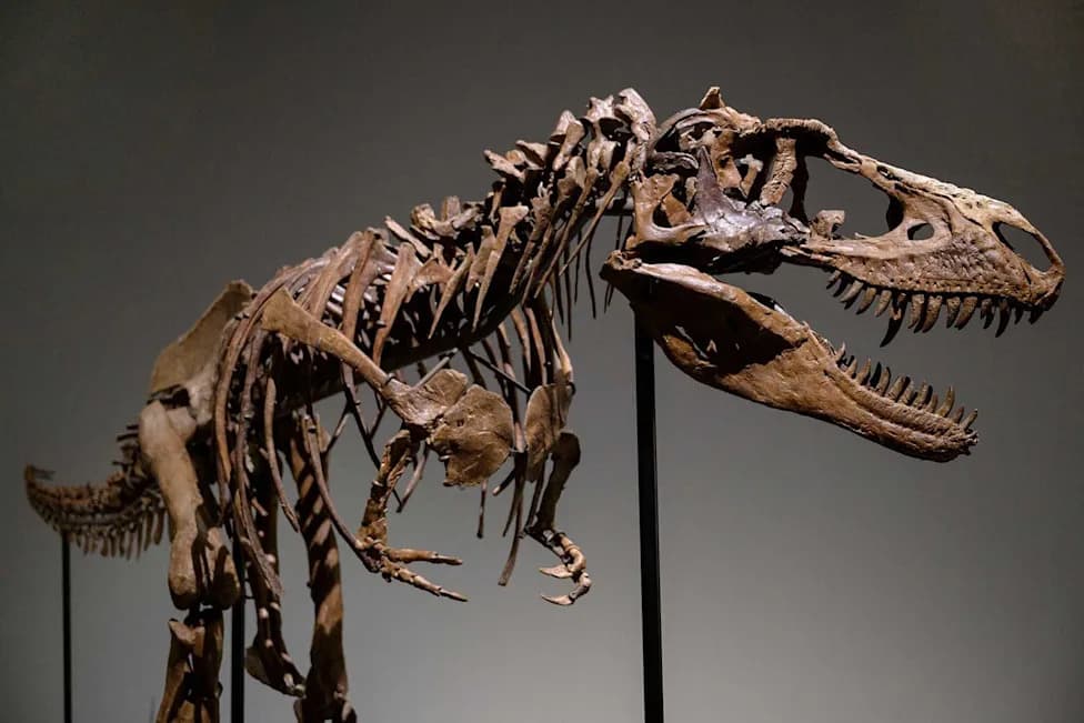 Campground Discovery: Juvenile Gorgosaurus Skull Identifies T. Rex’s 'Great‑Uncle' in Northeastern B.C.