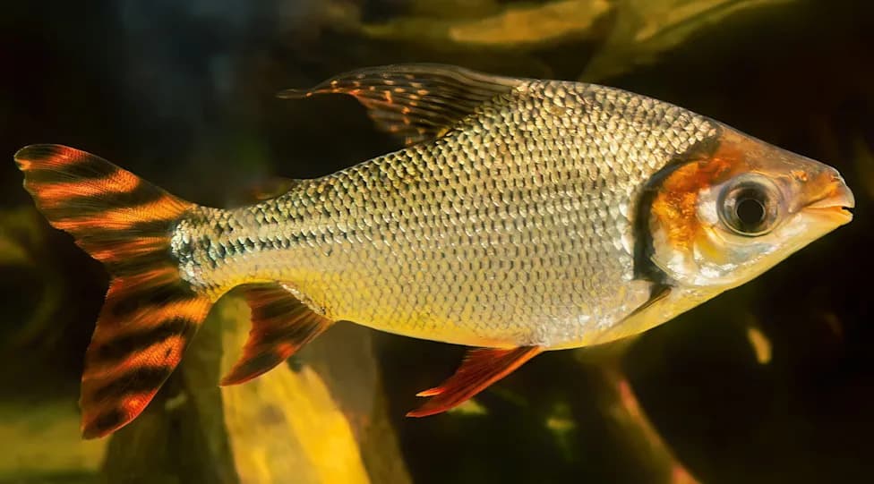 Microplastics Found in Jaraqui Near Manaus Raise Health Concerns for Amazonian Communities