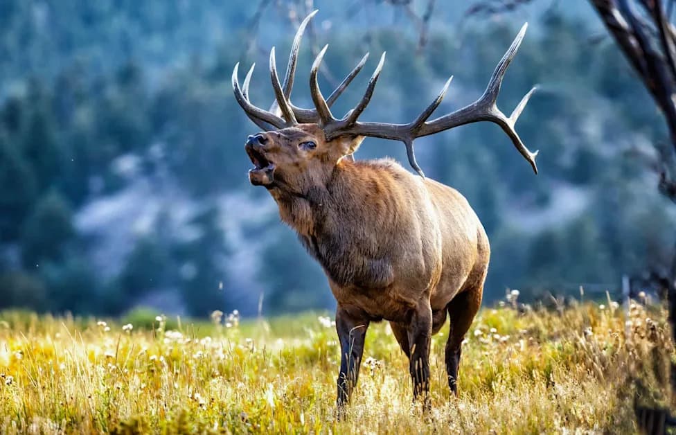 Elk, Not Grizzlies, Linked to Most Dangerous Human Encounters in Canadian Park Tourist Areas