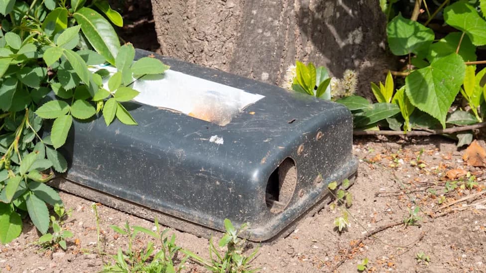 Australia’s Elusive Pookila: 31-Month Survey With 10,000+ Traps Yields Just One