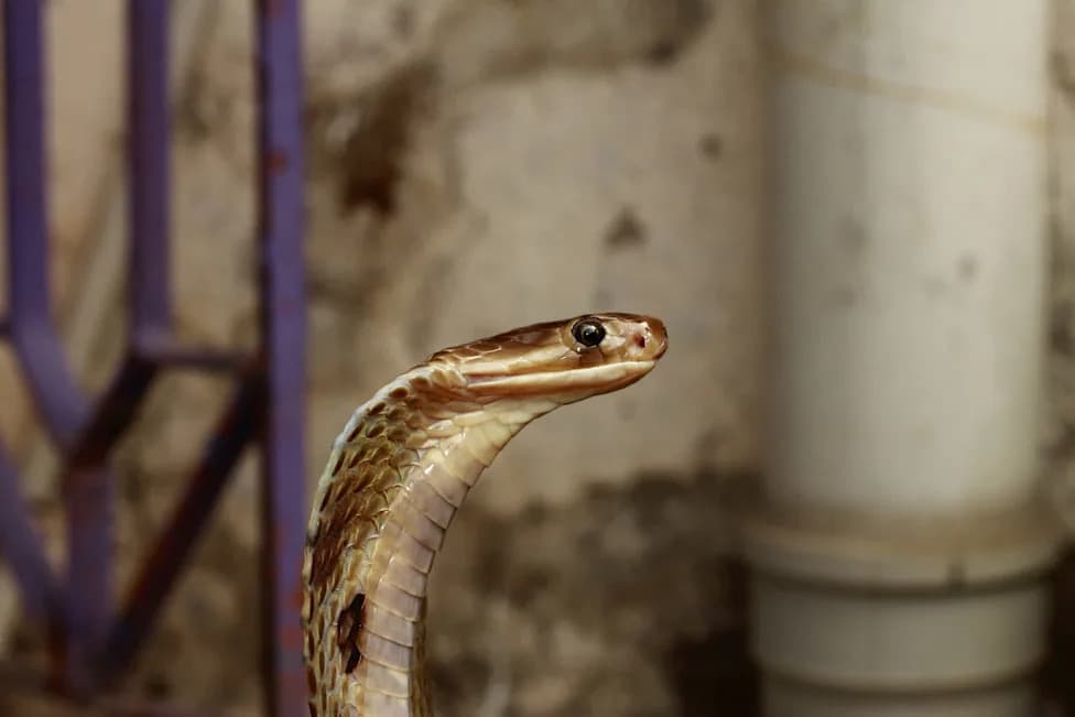 Bihar Snake Rescuer Bitten After Draping 10‑Foot Cobra Around Her Neck During Monsoon Rescue