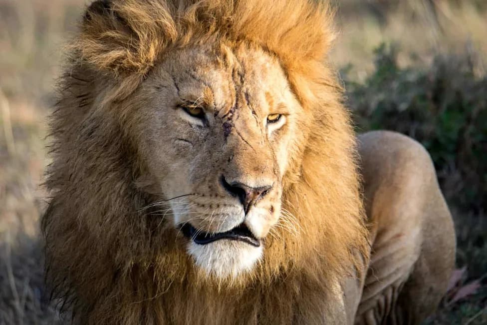 How Lion Populations Fell About 90% — What Conservationists Are Doing To Save Them