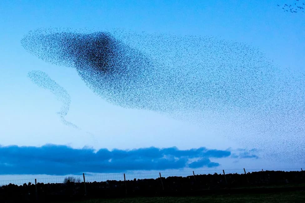 Why Do Starlings Swoop and Swirl? The Science Behind Murmurations