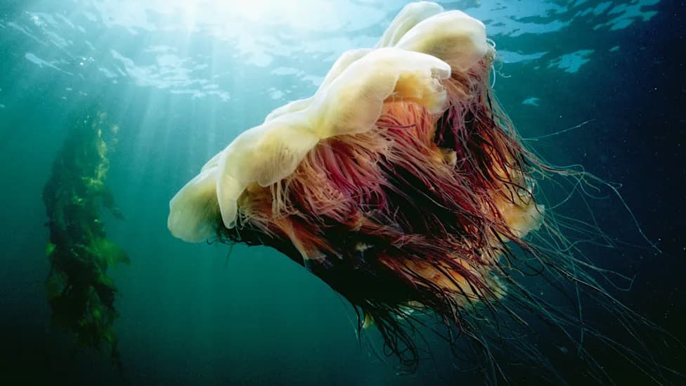 Massive Lion's Mane Jellyfish Swarm Off Cape Cod — What Beachgoers Need to Know