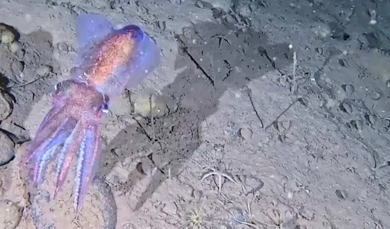 First Wild Photos of a Glow-in-the-Dark Arctic Bobtail Squid Reveal Stunning Counter-Illumination