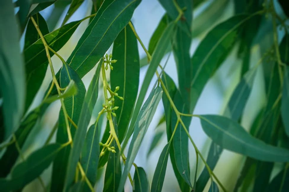 How Cape Town Turned Controlled Burns Into Water Security — Removing Invasive Trees Restores Millions of Gallons