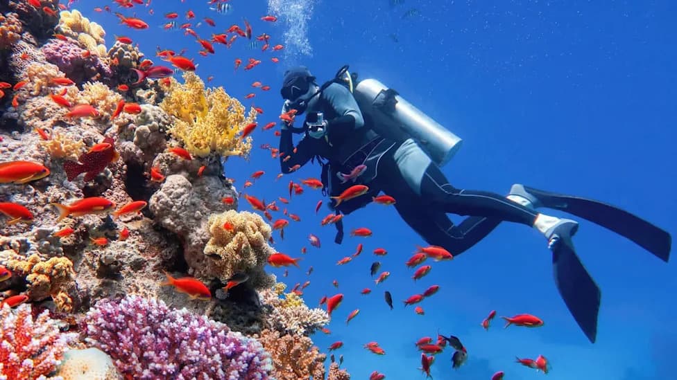 Divers Often Damage Coral Reefs Without Realizing It, Study of 732 Dives Shows