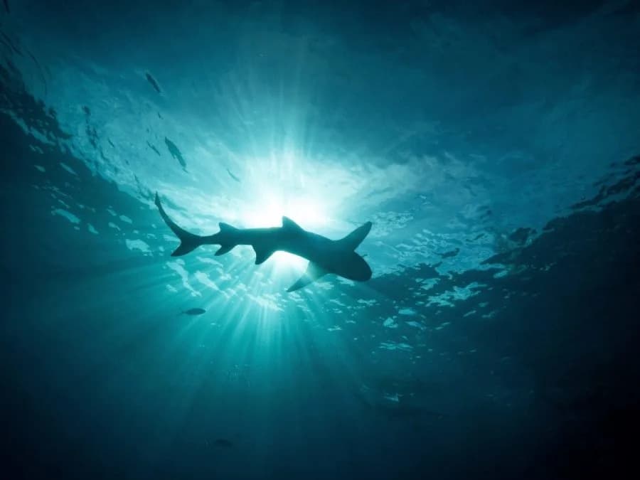Shark Sightings Rise Along U.S. Coasts — Experts Say It May Signal Recovery, Not Greater Danger