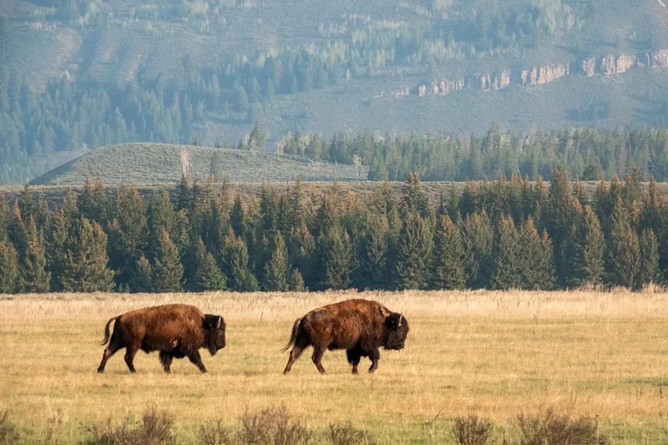 Fisherman Narrowly Escapes Bison Encounter in Yellowstone After Warning Honk