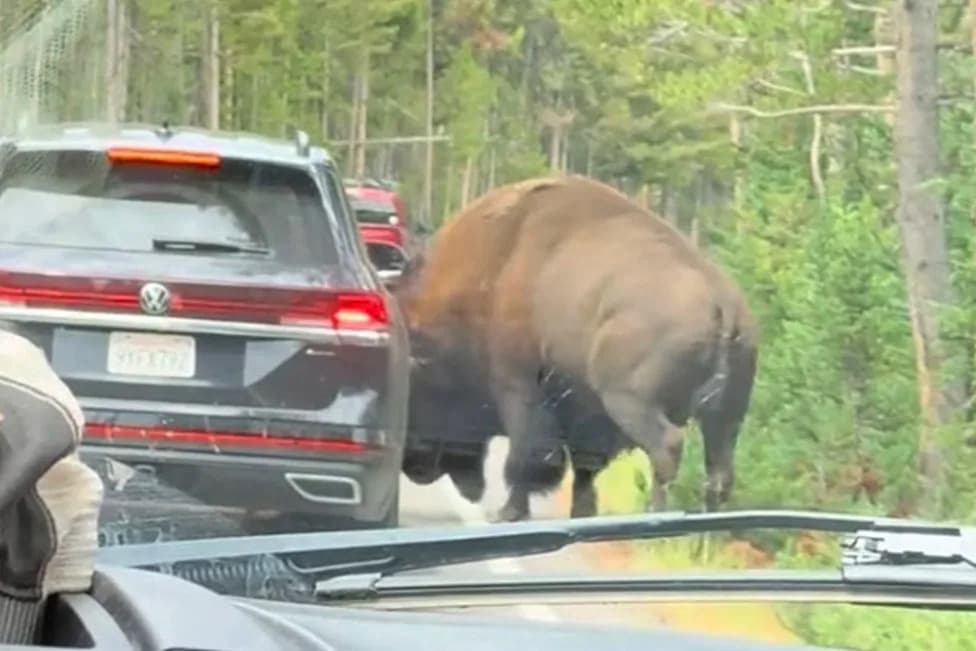 Terrifying Video: Massive Bison Rams SUV in Yellowstone, Blows Out Tire