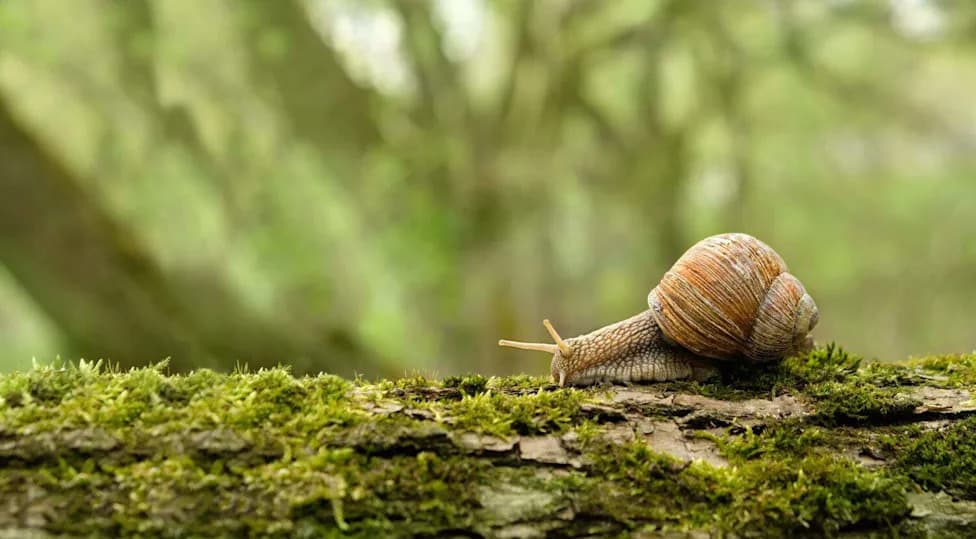 Tiny Tree Snails Make a Comeback on Moorea After 40 Years Away From the Wild