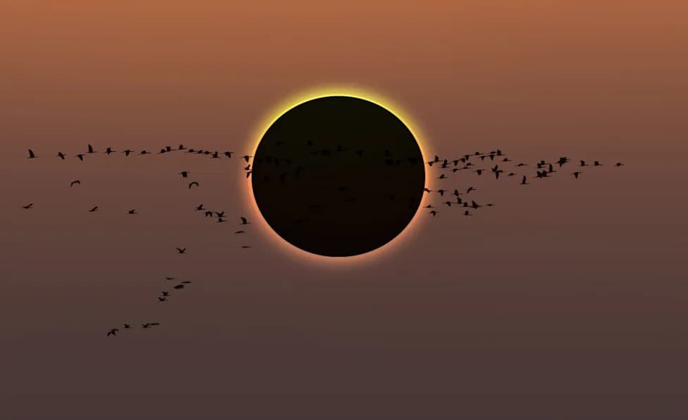Not the Eclipse — It's the People: How Human Reactions Drive Animal Behavior During Solar Eclipses