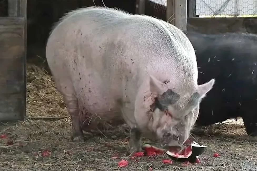 Beloved Pig Waddles Found Severely Sunburned — SPCA Tampa Bay Faces Possible Shutdown