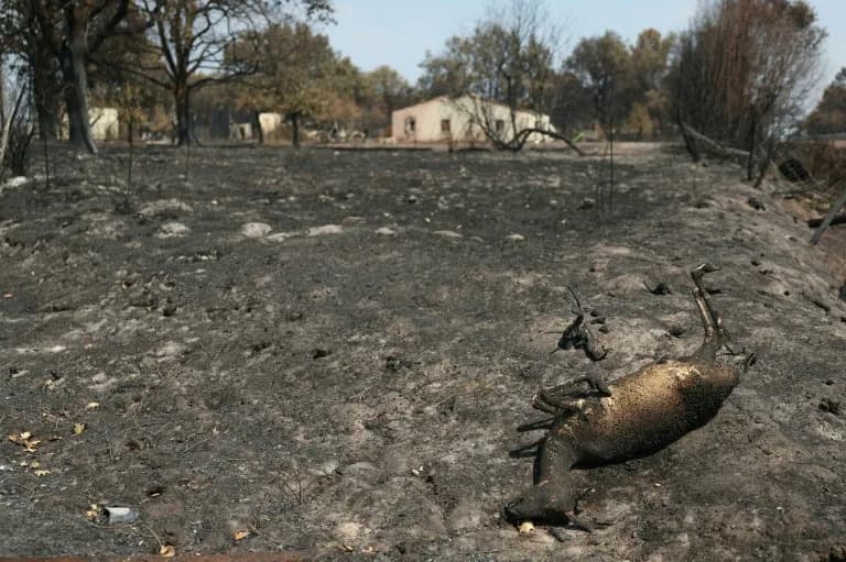 France’s Wildfires Devastate Wildlife: ‘Catastrophic’ Losses West of Bordeaux