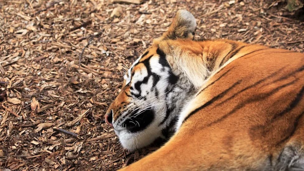 Snare Crackdown in Indonesia: Rescuers Free Tiger Cub, Elephant Calf and Sun Bear as Officials Warn of Criminal Penalties