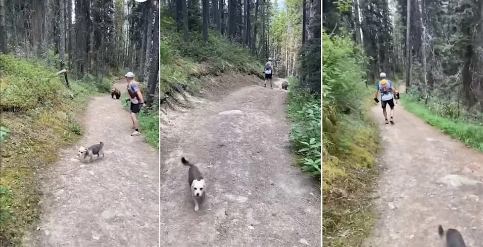 Hikers Could Face Up to $25,000 After Off‑Leash Dog Encounters Grizzly in Banff