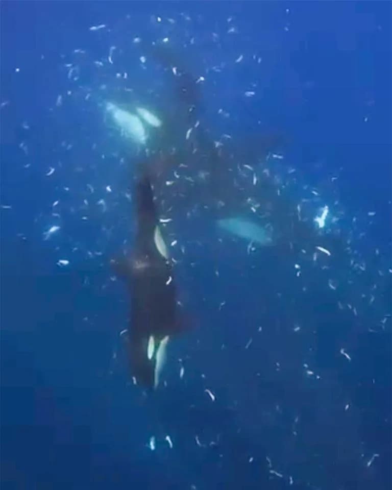Orcas Ram Sunfish Until It Shatters in Dramatic Underwater Footage