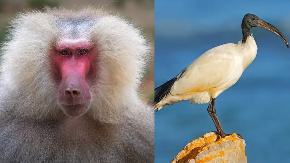 Why Thoth Appears as an Ibis and a Baboon — Moonlight May Explain It