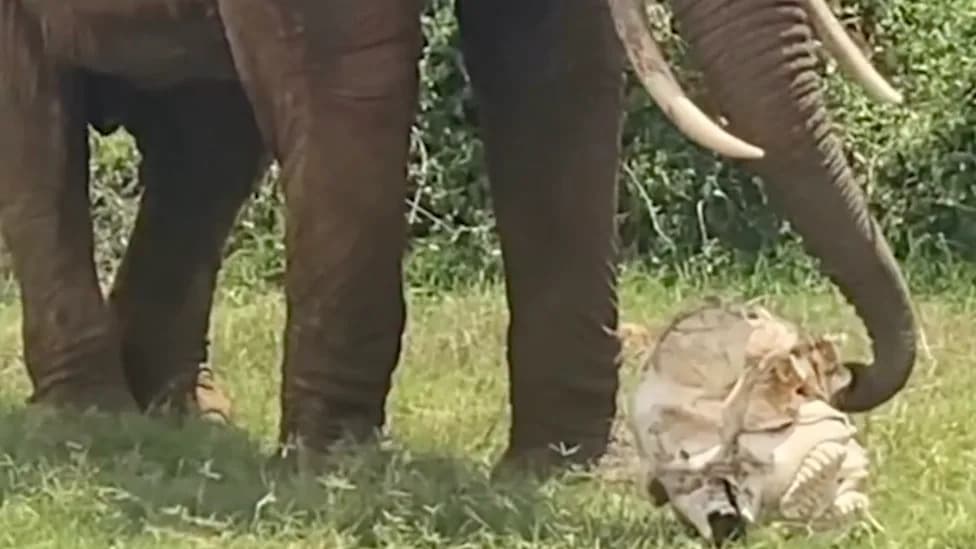 Viral Footage Shows Elephants Returning To Their Dead — Sniffing, Touching And Even Moving Remains