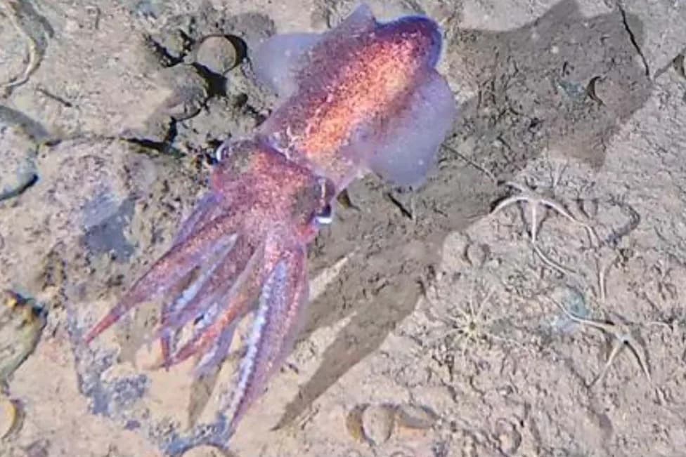 First Wild Footage of Arctic Bobtail Squid Shows Female Tending Eggs in Sub‑Zero Water