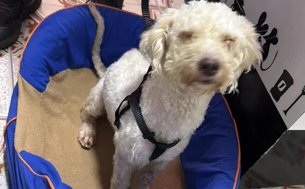 Poodle Beyli Pulled Alive From Venezuelan Earthquake Rubble After 29 Days
