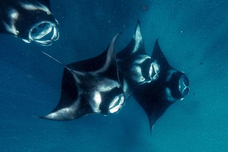 Sharks Seen Scraping Against Manta Rays — Parasite Control, Behavioral Flexibility, or A Sign of Change?