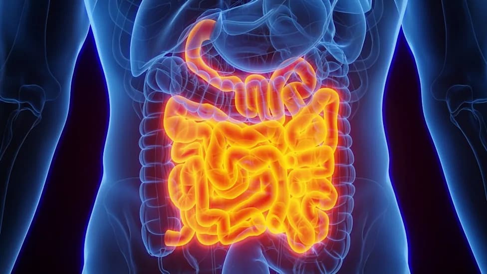 Gut Neurons Identified in Mice That May Link Constipation With Pain