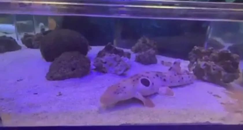 Meet the ‘Walking’ Epaulette Shark: The Little Shark That Can Cross Tide Pools