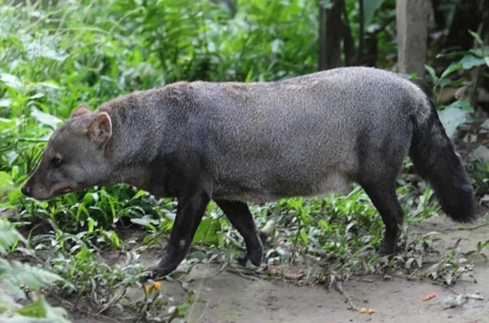 4,635 Camera-Trap Photos Unmask the Amazon’s 'Ghost Dog' — Short-Eared Dog More Common Than Thought