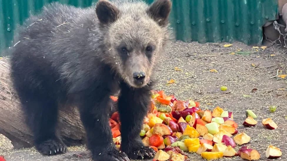 Orphaned Grizzly Cub Found Safe After Rescue Near B.C. Industrial Camp