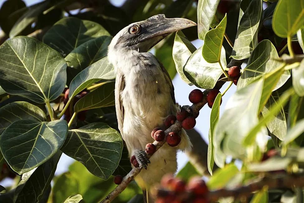 Indian Grey Hornbills Rebound in Gujarat’s Gir After 60 Years — What Their Return Means
