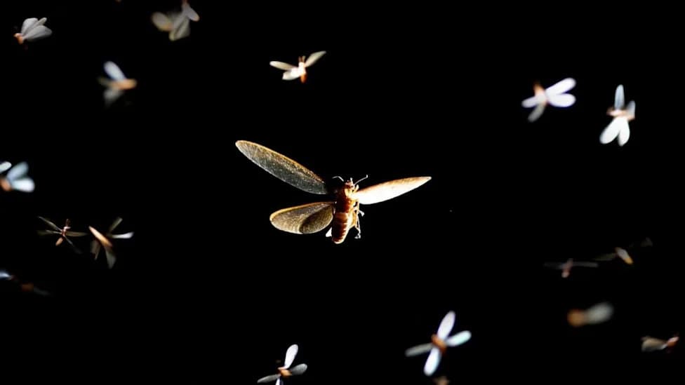 A Simple Switch: Amber (1800K) LEDs Could Save Millions Of Nocturnal Insects