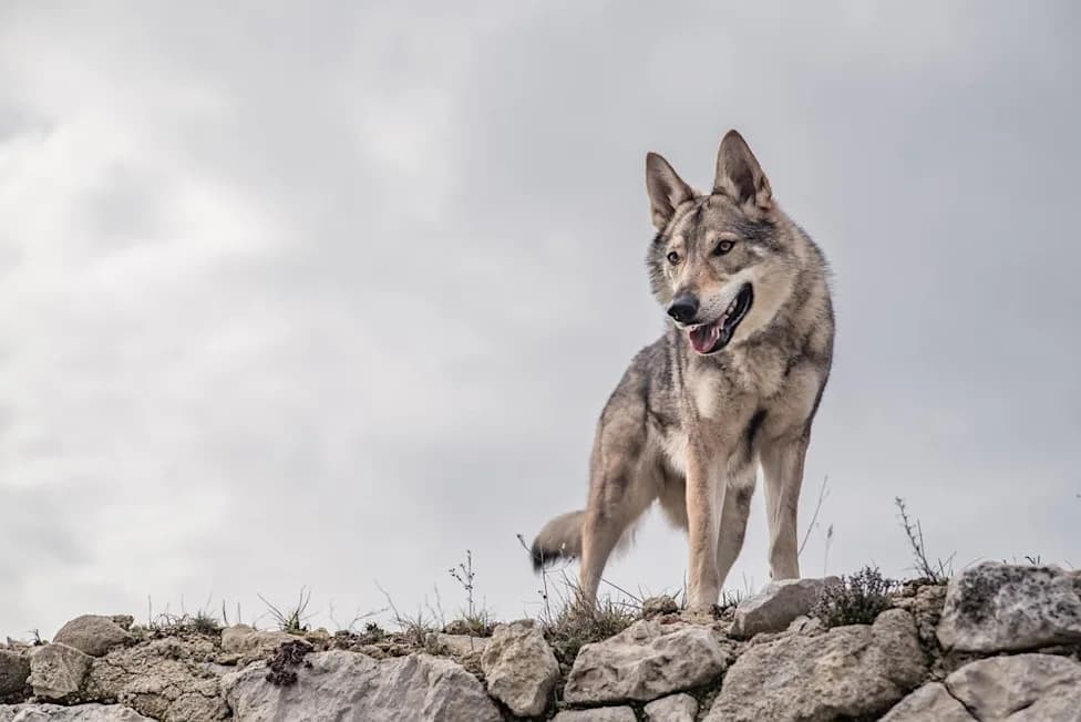 Mexican Gray Wolves Confirmed to Kill Two Feral Horses in First U.S. Cases