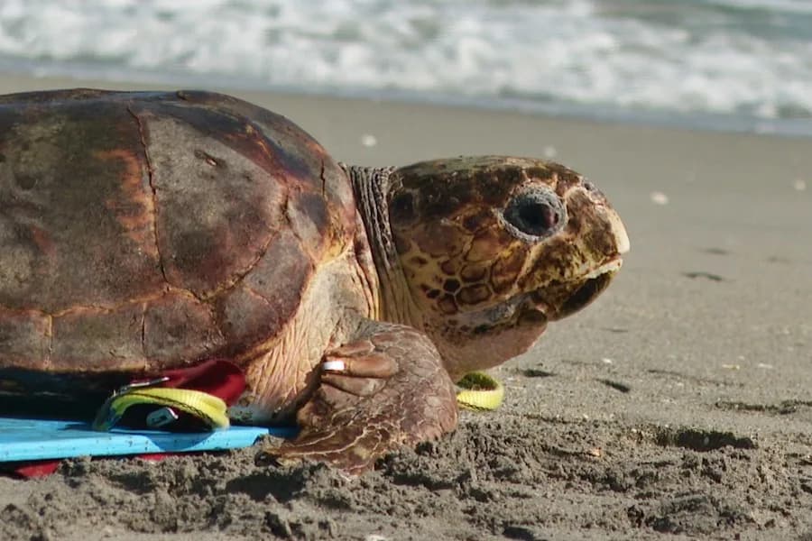 Florida Sea Turtle Nesting Season Poised To Break Records in 2026