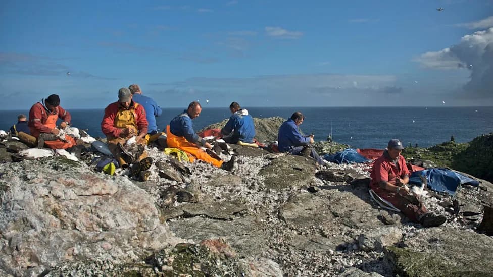 NatureScot Advises Refusal Of Centuries-Old 'Guga' Hunt Licence On Sula Sgeir