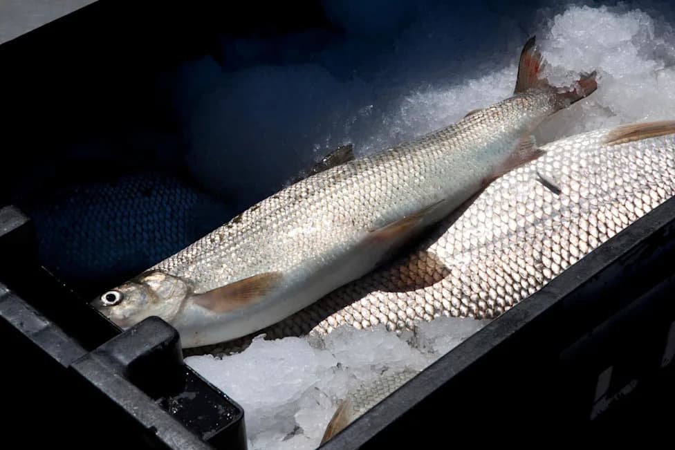 Great Lakes' Iconic Lake Whitefish Faces Possible Local Extinction as Invasive Mussels Spread