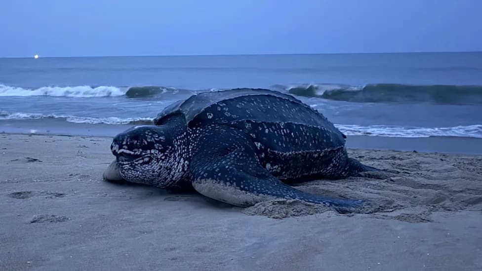 Virginia Records Its First-Ever Leatherback Sea Turtle Nest; Eggs Fenced on Military Beach