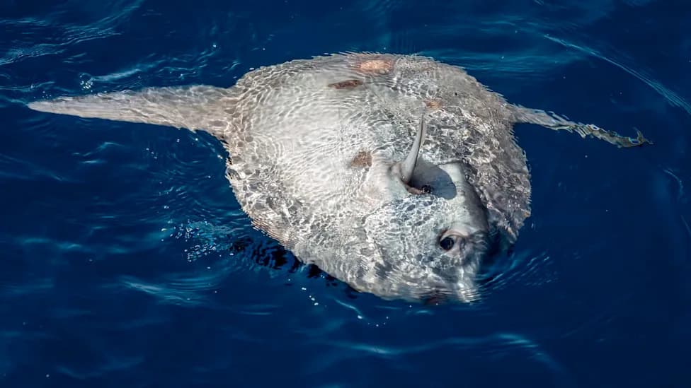 Wales Shores Fill With Sunfish, Sea Hares and Venomous Visitors as UK Seas Reach Record Heat