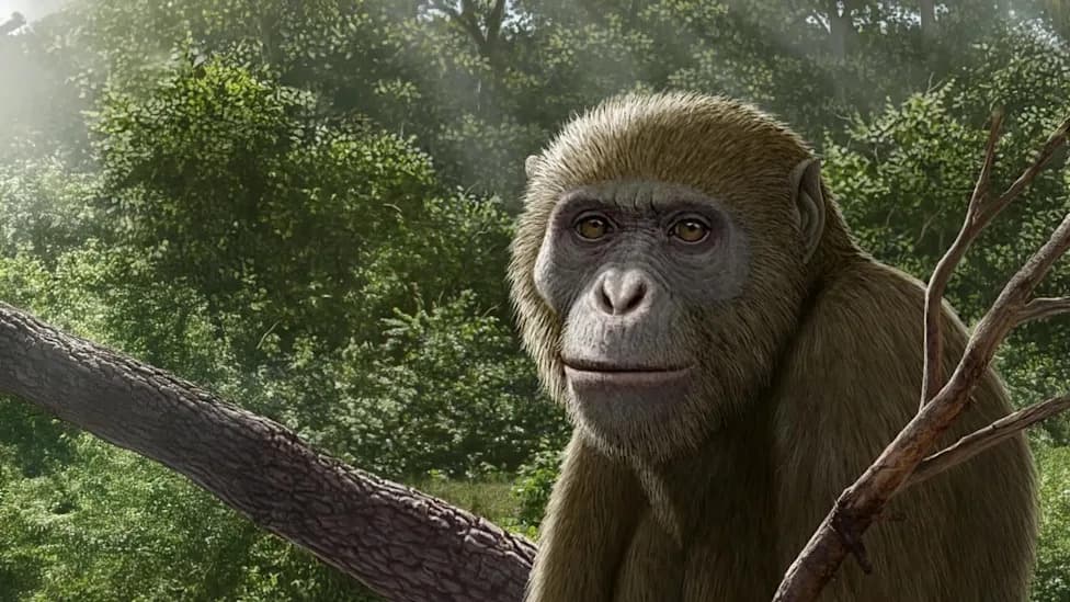 New Ape Jaw from Northern Egypt Could Rewrite Early Ape Evolution
