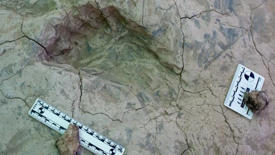Fossil Footprints Recast 'Nutcracker Man': Paranthropus boisei May Have Been Larger and More Social