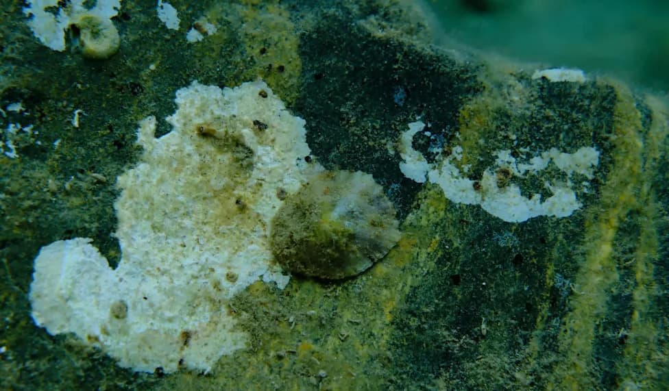 Deep‑Sea Limpet Larvae Swim to Surface, Ride Currents, Then Return to Vents, Tokyo Study Shows